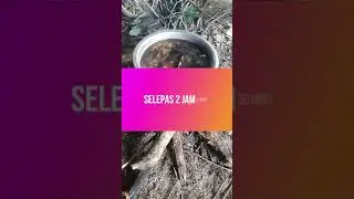 MASAKAN TRADISIONAL : PROSES MEREBUS JERING