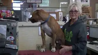 Animal shelter gives cats and dogs donated armchairs