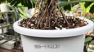 只要盆土肥环境配合好，生长速度超出你想象，挑战龟背竹八个月开背开洞第620天。第18个叶片萌芽#龟背竹 #分享养花经验 #内容启发搜索