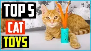 Top 5 Best Cat Toys of 2024 &ndash; Reviews
