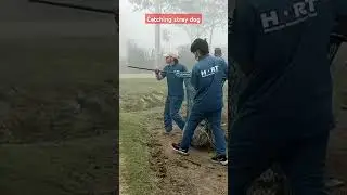 #shortvideo #humanity #saiyouth #viral #rescuedog #straydogsofinstagram #straydogs .