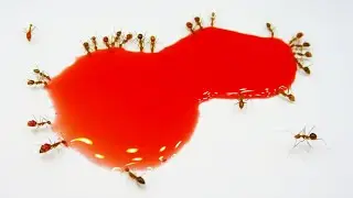 Ants drinking red liquid candy Timelapse