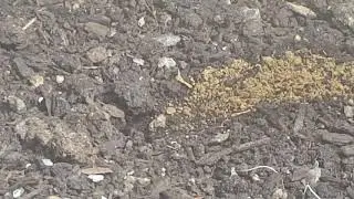 Great Golden Digger Wasp