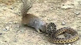 AMAZING !!! Squirrel vs Snake, Squirrel Attack Snake