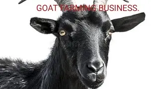 GOAT FARM BUSINESS | GOAT FARMING | SHELIPALAN | GOAT FARMING INFORMATION 🐐 | GOAT SHED | GOAT CARE|