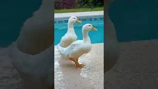 Funny ducks are walking by the pool #ducks #duck #funnyducklings