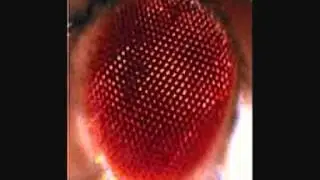dipteros