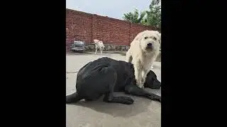 The Dog King's position remains relatively secure, but dogs continue to challenge his authority#dog