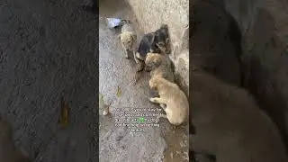 Donation links in bio to help us buy blankets for these innocent souls 🙏🏼