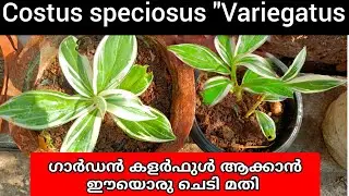 Costus ചെടിയുടെ തൈകൾ വളർത്തിയെടുക്കേണ്ട മാർഗ്ഗങ്ങൾ | Costus speciosus 