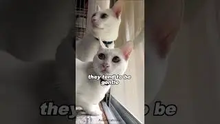 CAT COAT COLOR reveals PERSONALITY #shorts