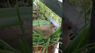 Dove lazy  Bird 🐦#crazytraveller #birdslover #dove #cutebirds #shortvideo #shorts #birds #bird #yt