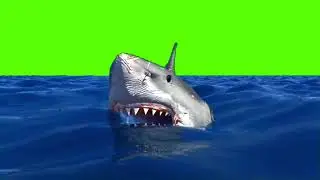 shark green screen no copyright video|green screen shark|shark green screen|shark green background