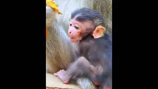 Newly baby monkey moments #animallife #babymonkeys #monkeysr #babymonkeybobby #animals #babymonkey