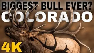 THE BIGGEST BULL IN COLORADO | Epic Elk Fights, Bugling, and Rut Action