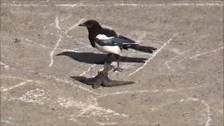 Сорока заклёвывает стрижа. A magpie pecks a swift.