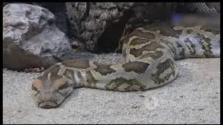 Python snake eating big animals.