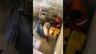 Rats to the Rescue!