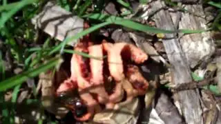 Clathrus ruber mushroom latticed stinkhorn, the basket stinkhorn, or the red cage,