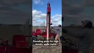 Pounding Posts For High Density Apples #fruit #farming #freshproduce #agriculture