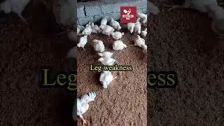 Leg weakness or Lameness in Broilers #poultrytek #poultrytips #chicken #farmer