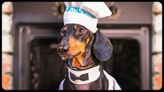 Dog - Master Chef! Funny animal video!