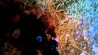Chickens pecking my boots at Cedar Row Farm Sanctuary