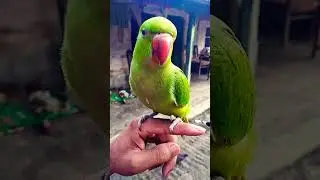 #takingparrot #birdlives #birdsounds #talkingparrot #birdlove #birdlife #parrotsounds #bird