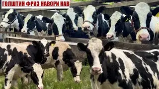 ГОЛШТИН ФРИЗ ЗОТИ СЕРШИРТАРИН ХАМААШ БУГУЗ ДЕР НАМОНЕД