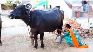 Punjabi village woman Milking Buffalo... Indian rural life of Punjab