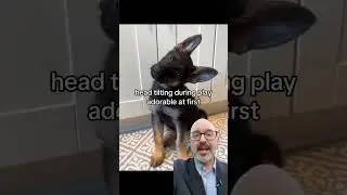 Small Dog Behaviors That Signal Bigger Issues