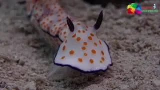 Nudibranch just a free ride or something more sinister :P