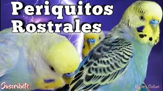 Tipos De Rostrales 🦜 Reconócelos Fácilmente