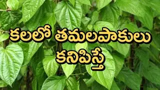 Kalalo Beetal Leaf Kanipisthe | Kalalu Vati Phalithalu |  Dreams In Telugu |  Laxmi Devotional