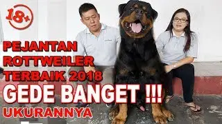 GEDE BANGET PEJANTAN ROTTWEILER TERBAIK 2018