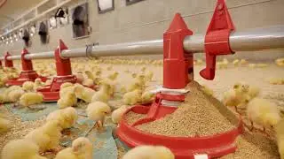 Broiler farm Driessens chose for the Valenta Flow Slider feed pan for their new broiler houses