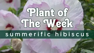 PLANT OF THE WEEK | PROVEN WINNERS' SUMMERIFIC HIBISCUS