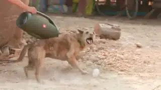 Fake TIGER Sound Prank Sleeping Dog | Funny Dog Video