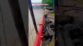 Koshi Barrage news Today | Koshi Barrage Video |56 Fatak Koshi barrage |#shorts |#trending