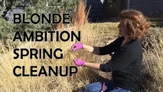How to Cut Blonde Ambition Blue Grama Grass in Spring