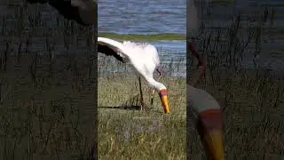 Yellow-billed stork #bird #lake #stork #wildlife #nature #yellow #africa #water #fishing HA32485