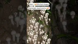 Big jungle mushrooms😍🍄🍄 Wow..! 😍 so tasty #trending #youtubeshorts