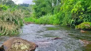 Natural River White & Brown Noise Ambience &bull; 1 Hour Water Flow for Focus, Mental Clarity Relaxation