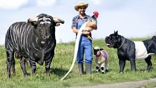 10 Most Unusual Farm Animal Breeds