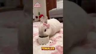 Самцы и самки кроликов &ndash; кто лучше? 🐰