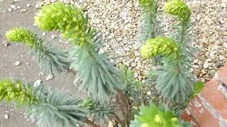 Cypress Spurge - Euphorbia cyparissias -  Sedrusmj&oacute;lk - Mj&oacute;lkurjurtir - Villijurtir - Eiturjurtir