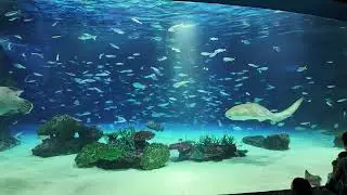 4K | Magnific Zebra shark | DJI