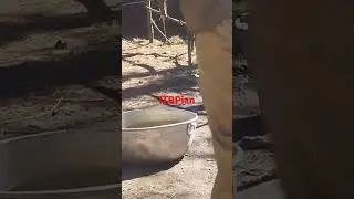 ITBP ANIMAL TRANSPORT 😁❤️ || ITBPian