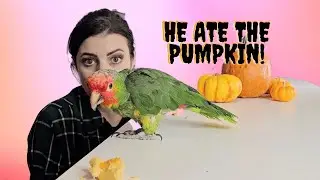 My HUNGRY Amazon Parrot Reacts to a Pumpkin Patch!