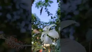 flower photography #trending #reels #shortsflowers